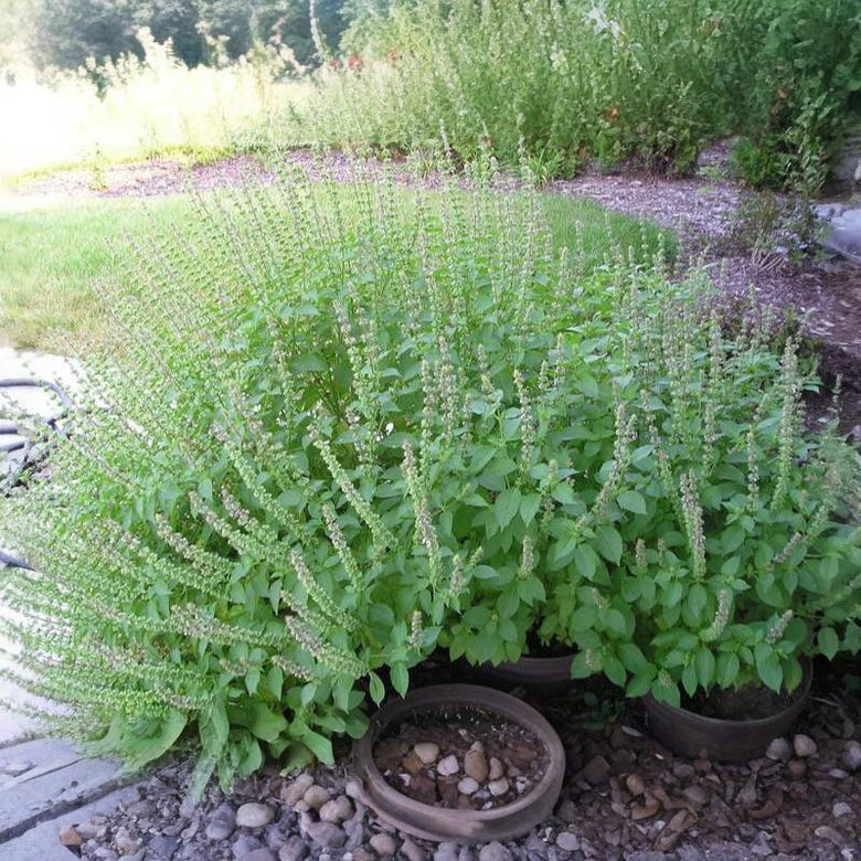 Āfrikas baziliks 'Malawi Kamphor'